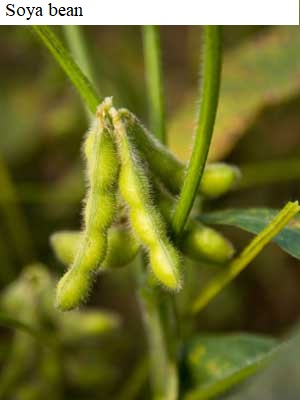 See diagram: Soya bean