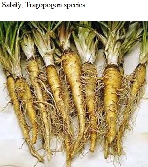 See diagram: Salsify, Tragopogon species