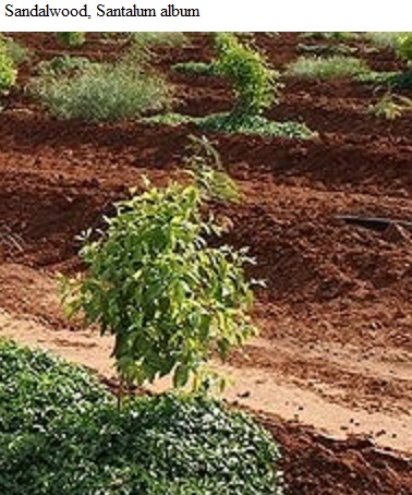 See diagram: Sandalwood, (Santalum album)
