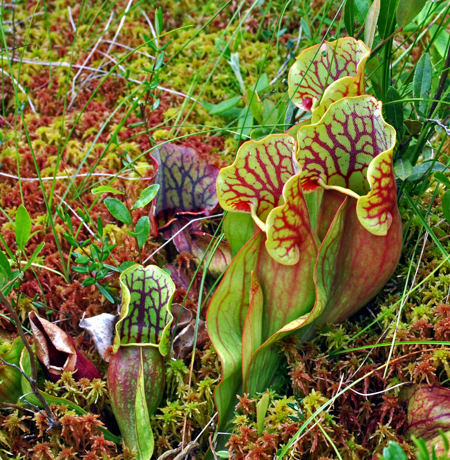 See diagram: Sarracenia