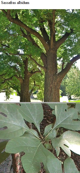 See diagram: (Sassafras albidum)