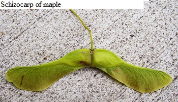 Schizocarp of maple is two samaras.
See diagram Schizocarpmaple: Schizocarp of maple