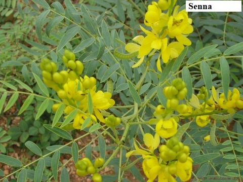 See diagram: Senna