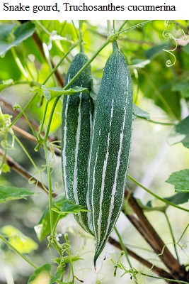 See diagram: Snake gourd