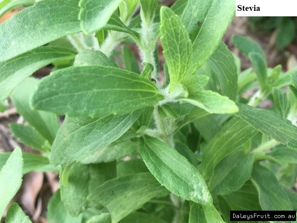 See diagram: Stevia.