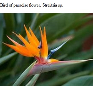 See diagram: Strelitzia reginae flower