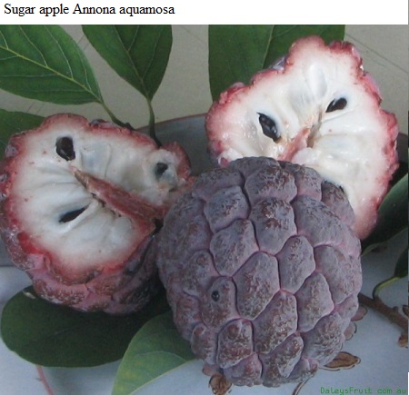 See diagram: Sugar apple