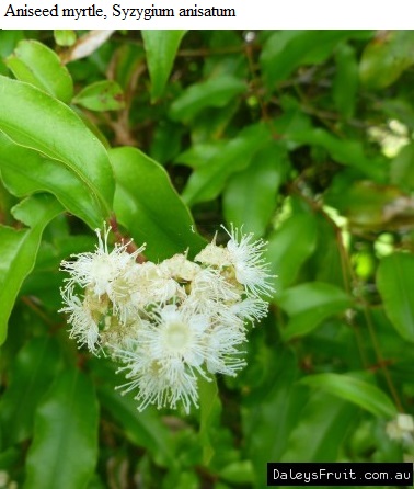 See diagram: Aniseed myrtle.