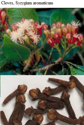 See diagram: Syzygium aromaticum.