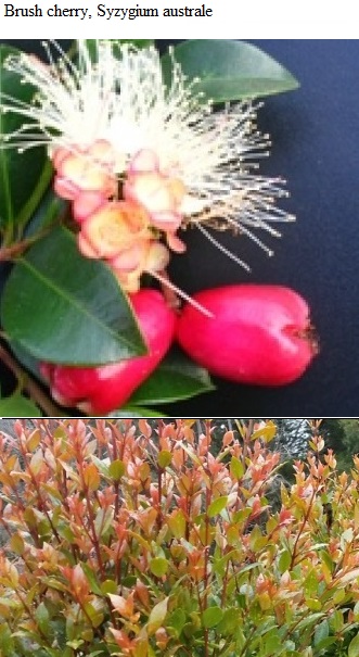 See diagram: Syzygium australe.
