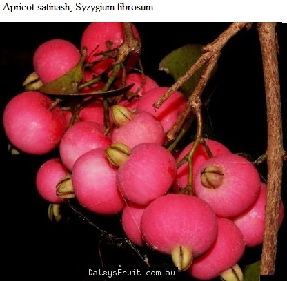 See diagram: Syzygium fibrosum.