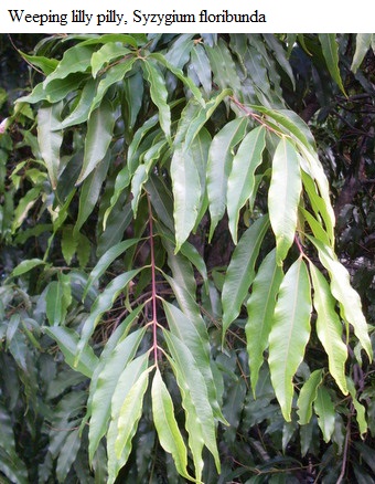 See diagram: Syzygium floribunda.