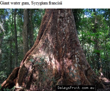 See diagram: Syzygium francisii.