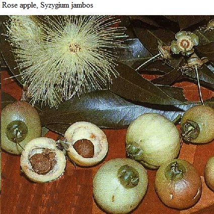 See diagram: Rose apple.