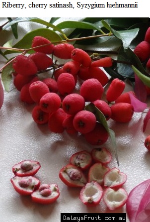 This species is harvested for commercial purposes and is marketed as “Riberry”.
See diagram: Syzygium luehmannii.