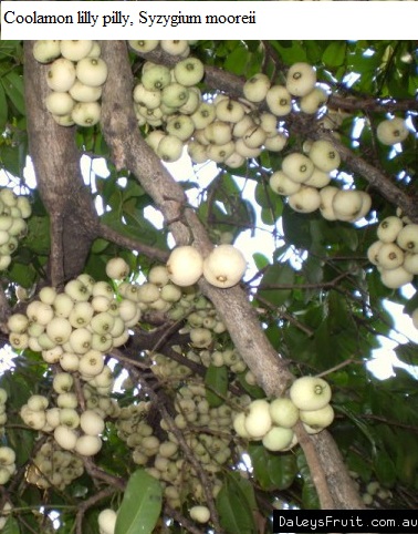 See diagram: Syzygium mooreii.
