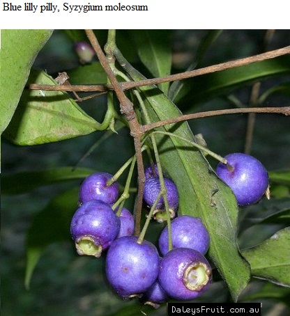See diagram: Syzygium oleosum.