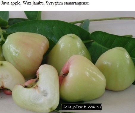 See diagram: Syzygium samarangense.