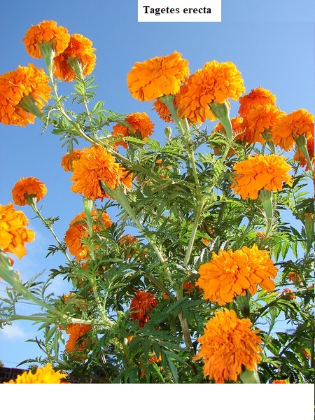 See diagram: (Tagetes erecta)