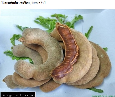 See diagram: (Tamarindus indica), Tamarind