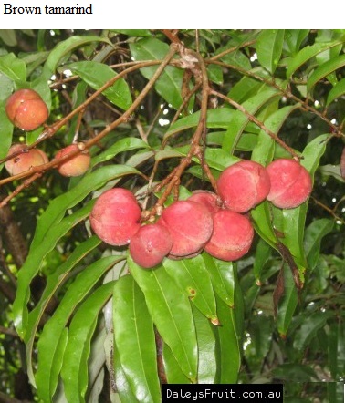 See diagram: Brown tamarind