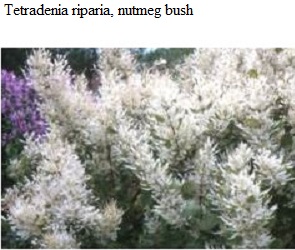 See diagram: (Tetradenia riparia), nutmeg bush