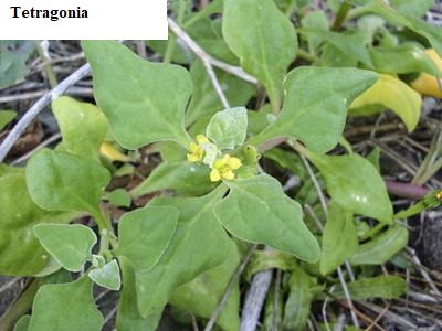 See diagram: Tetragonia