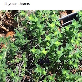 See diagram: Lavender thyme, (Thymus thracicus)