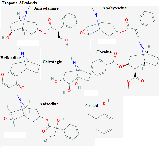 See diagram Tropan1: Cocaine