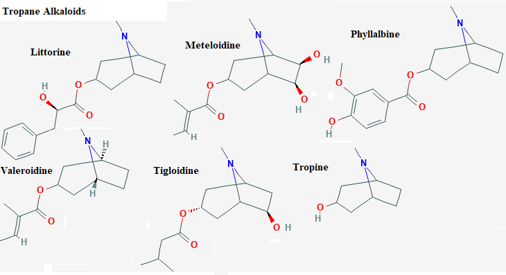 See diagramTropan3: Meteloidine