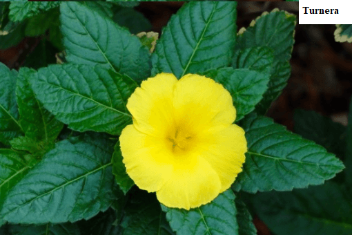 See diagram: Turnera