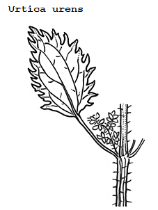 See diagram: (Urtica urens)