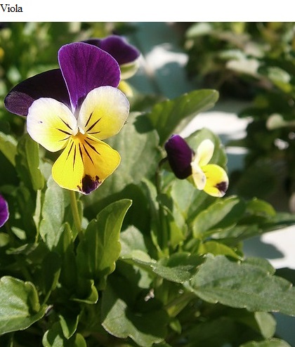See diagram: Viola