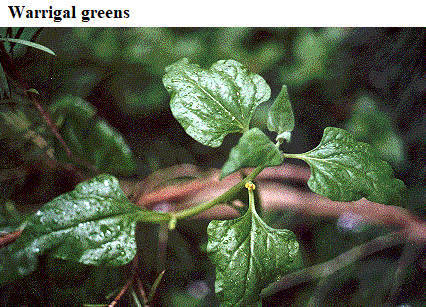 See diagram: Warrigal greens