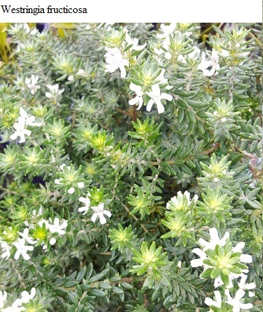 See diagram: (Westringia fruticosa)