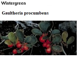 See diagram Wintergreen1: Wintergreen
Methyl-2-methylpropanoate, C4H8O2, methyl propanoate, colorless liquid, fruity odour.