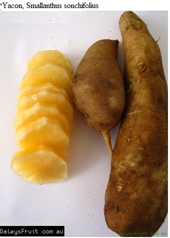 See diagram: Yacon, (Smallanthus sonchifolius)