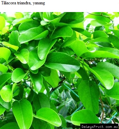 See diagram: (Tiliacora triandra), yanang
