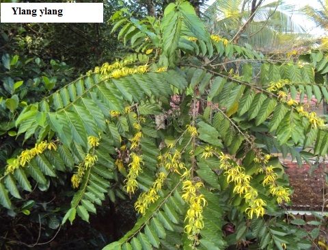 See diagram Ylangylang: Cananga odorata