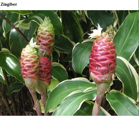See diagram: Zingiber
