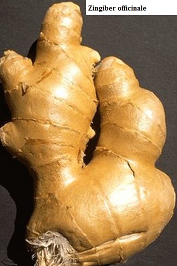 See diagram: (Zingiber officinale)