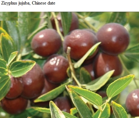 See diagram: (Zizyphus jujuba), Chinese date